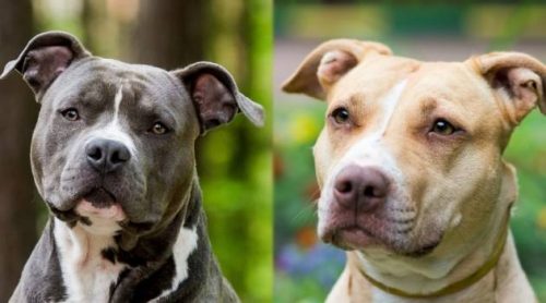 Difference Between Pitbulls and American Staffordshire Terriers