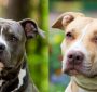 Difference Between Pitbulls and American Staffordshire Terriers