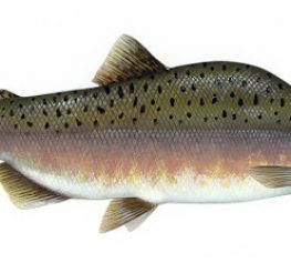 Difference Between Steelhead and Salmon
