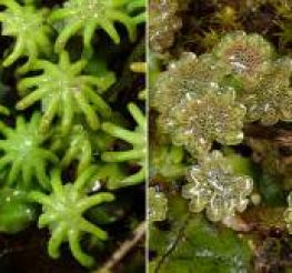 Difference Between Gametophytes and Sporophytes