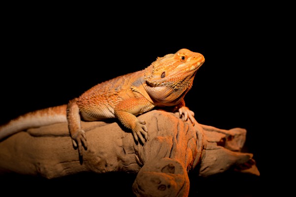 Difference Between Bearded Dragon and Fancy Bearded Dragon