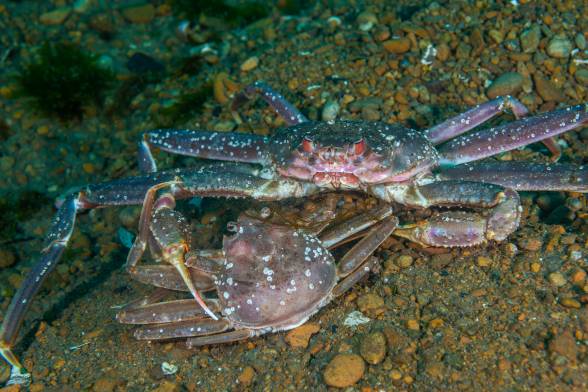 Difference Between Bairdi Crab and Opilio Crab