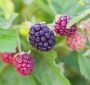 Difference Between Blackberry and Boysenberry