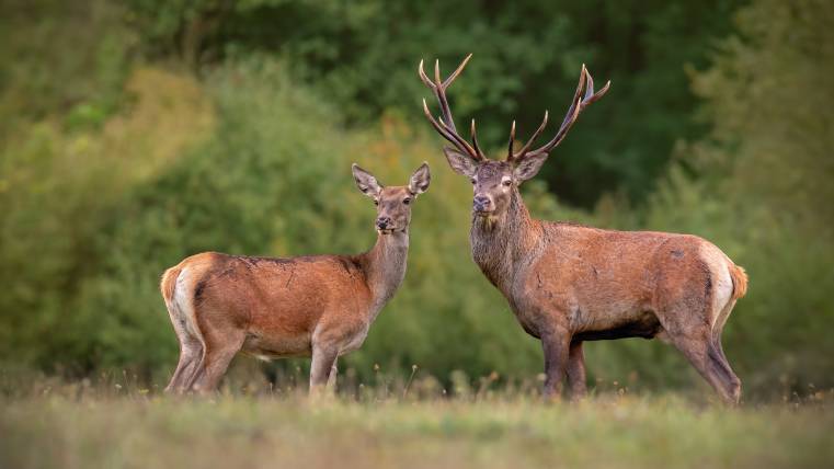 los-campesinos-a-doe-to-a-deer-lyrics-genius-lyrics