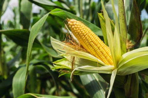 Difference Between Corn and Maize