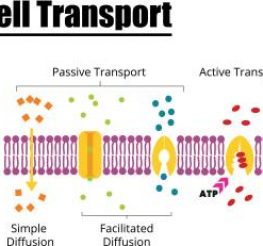 Difference Between Active and Passive Transport