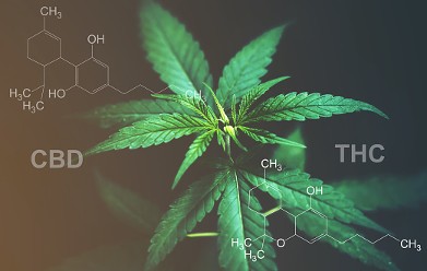 Different Between Delta 8 And Delta 9 THC