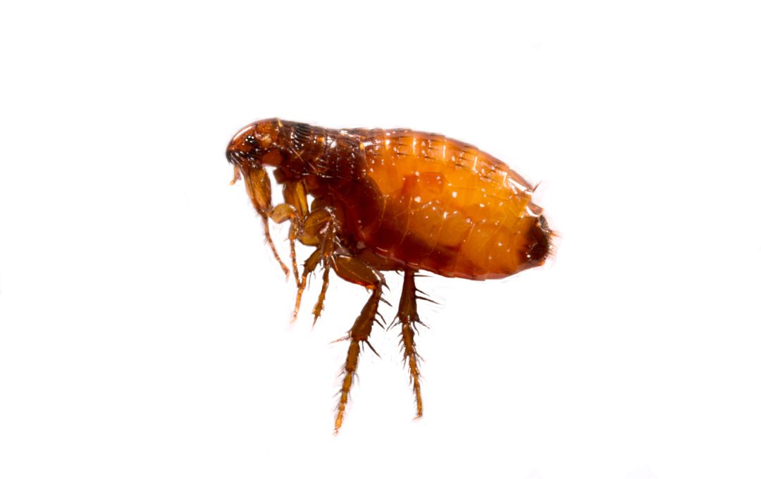 Difference Between Bed Bugs and Fleas