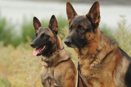 Difference Between Belgian Malinois and German Shepherd