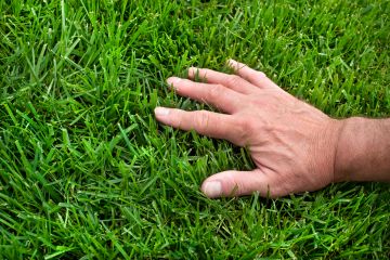 Difference Between Bermuda and Fescue