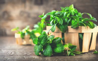 Difference Between Mint, Peppermint and Spearmint