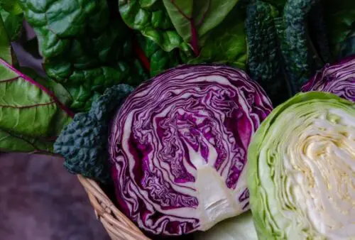 Difference Between Red and Green Cabbage