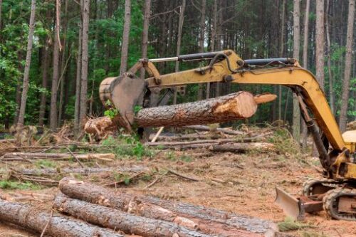 Difference Between Deforestation and Land Clearing