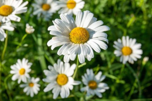 Difference Between Chamomile and Daisies