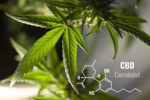 Difference Between CBD And CBG