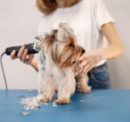 Difference Between Purr-fectly Groomed: Enhancing Your NYC Dog’s Natural Charm